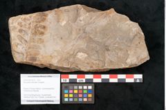 Foto (Objekt + Etikett) von Neuropteris pteroides Goeppert (NHMW-GEO-2024-0188-10673)